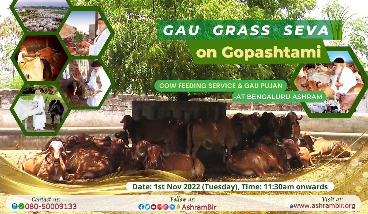 Gopashtami celebrated at Bengaluru Ashram.